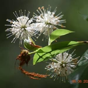 Meet your Posher, Candy